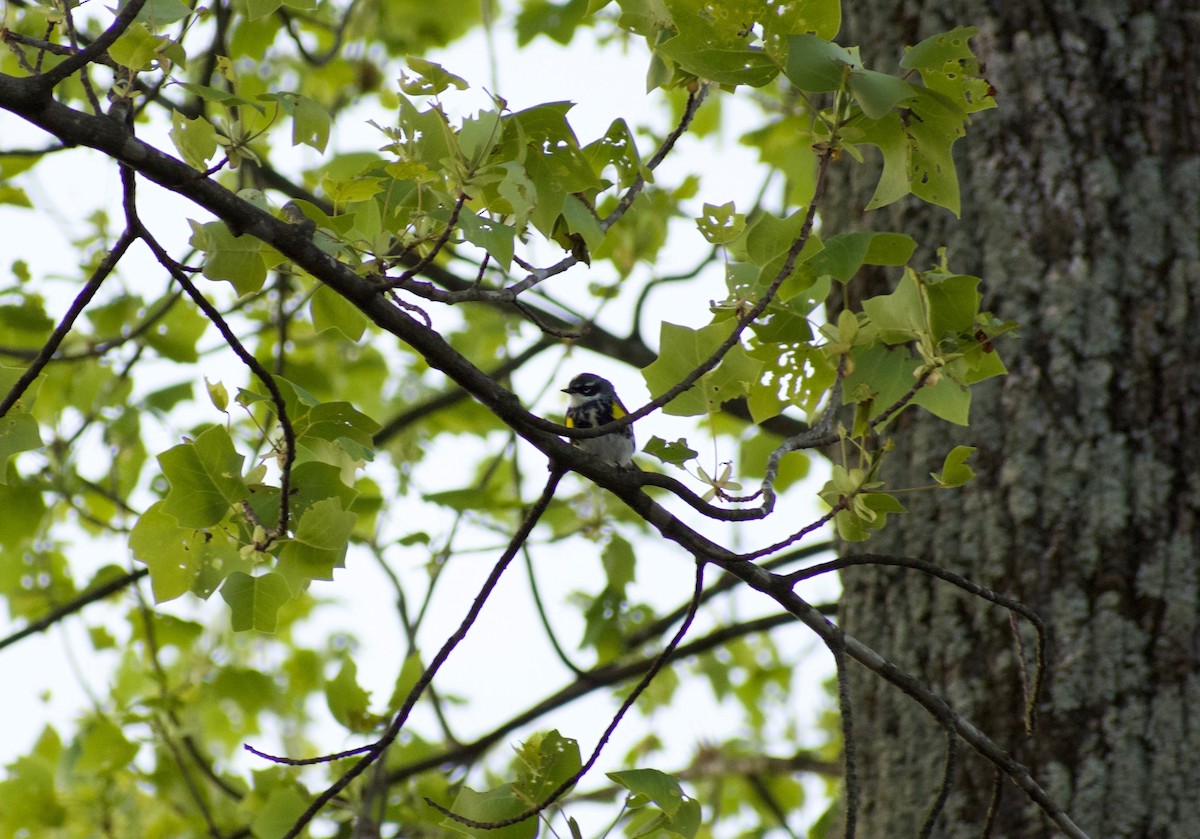 Yellow-rumped Warbler (Myrtle) - ML225093081
