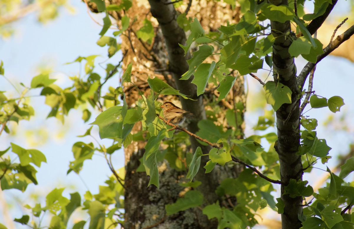 Field Sparrow - ML225093241