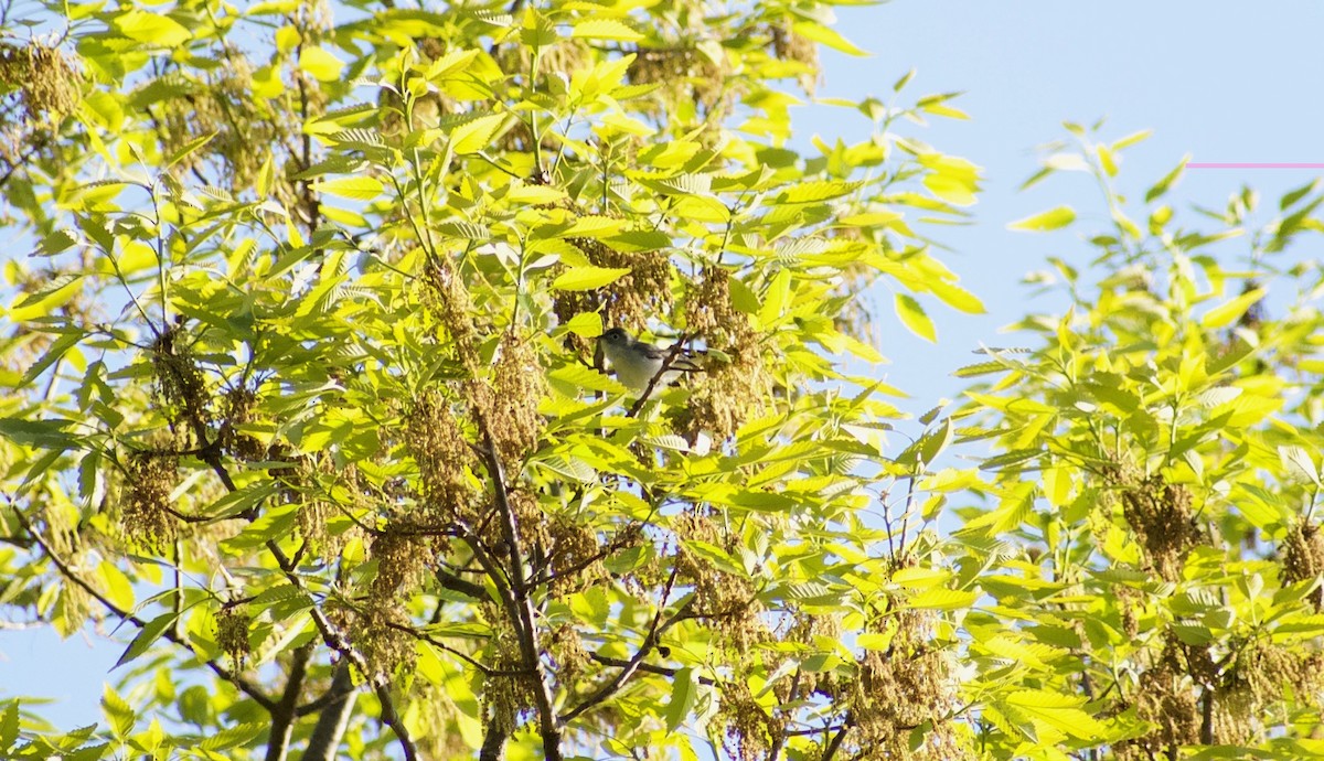 Blue-gray Gnatcatcher - ML225094041