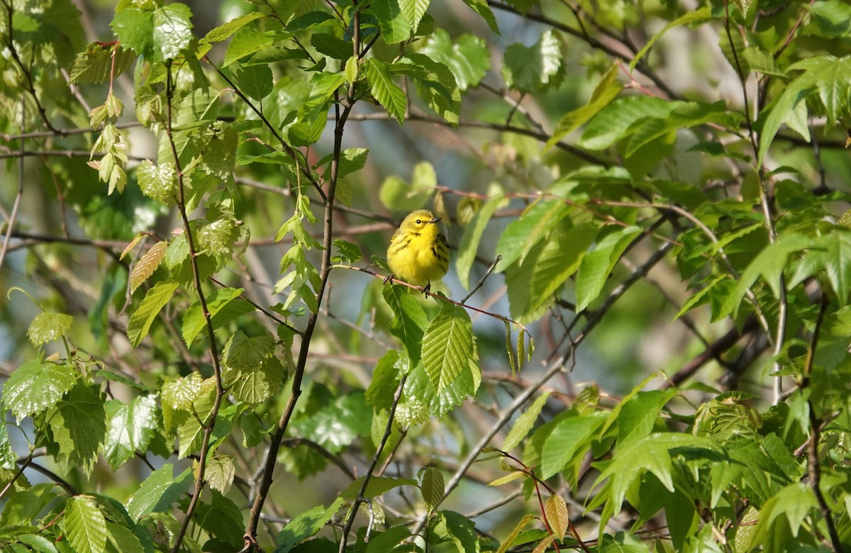Prairie Warbler - ML225095431