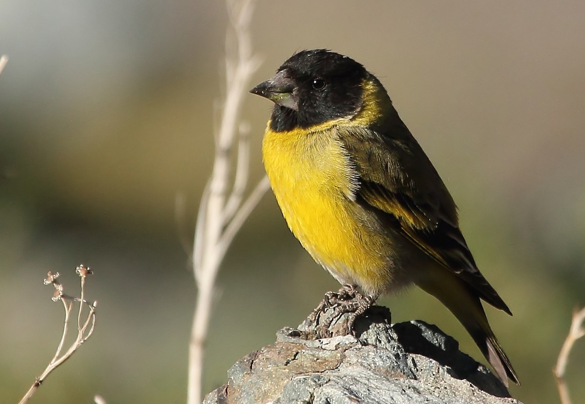 Thick-billed Siskin - ML225096651