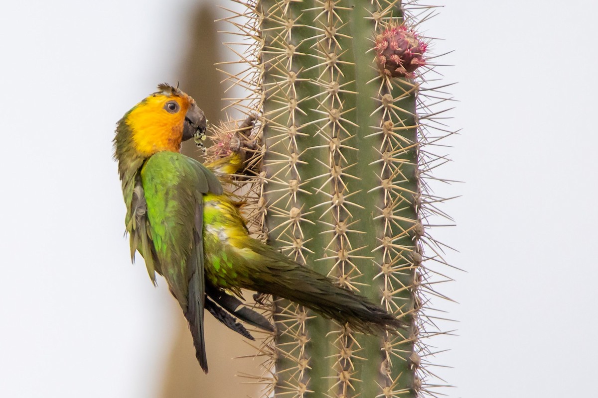 Brown-throated Parakeet - Sandy & Bob Sipe