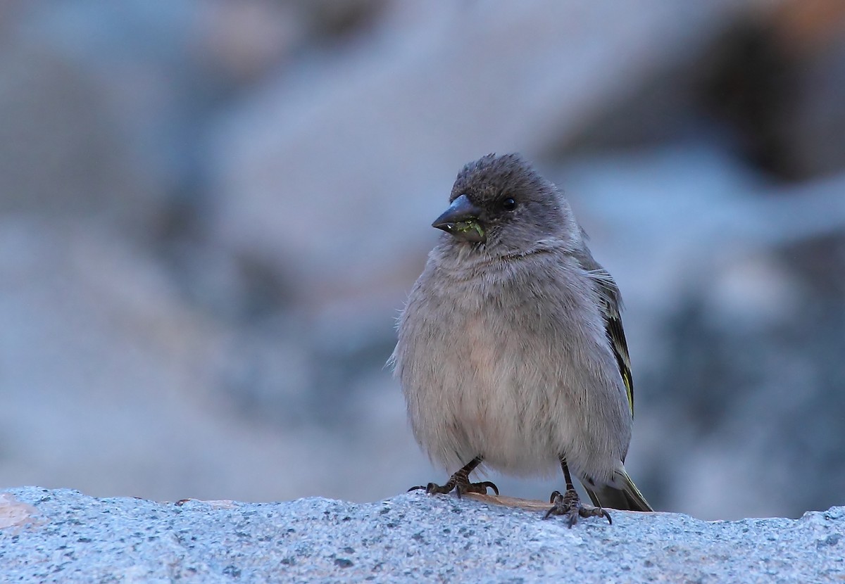 Thick-billed Siskin - ML225097091