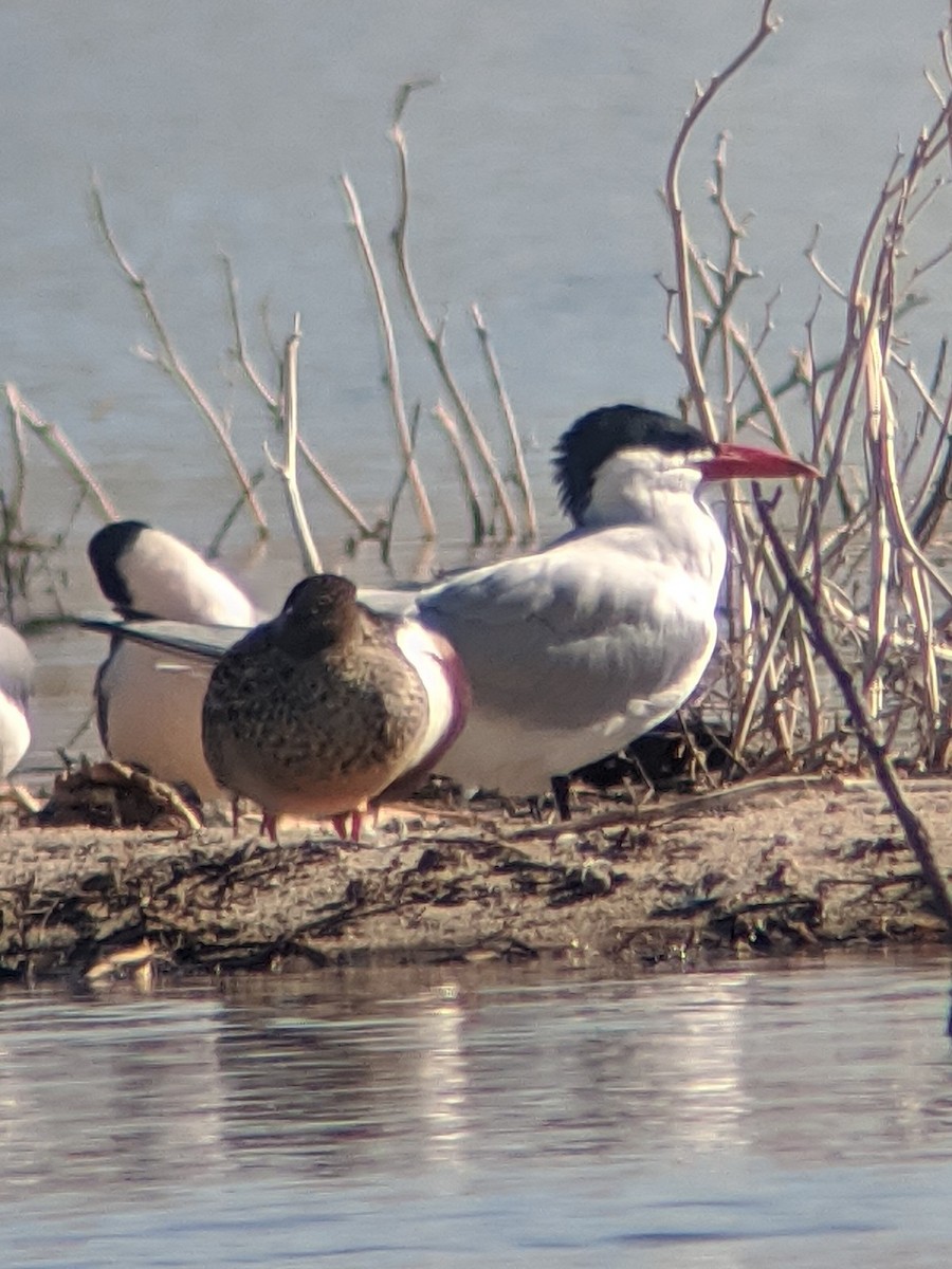 Caspian Tern - ML225097761