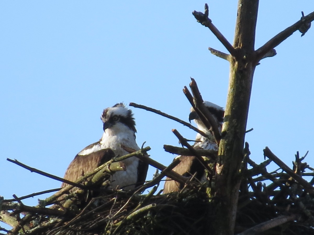 Osprey - Kathryn Dia