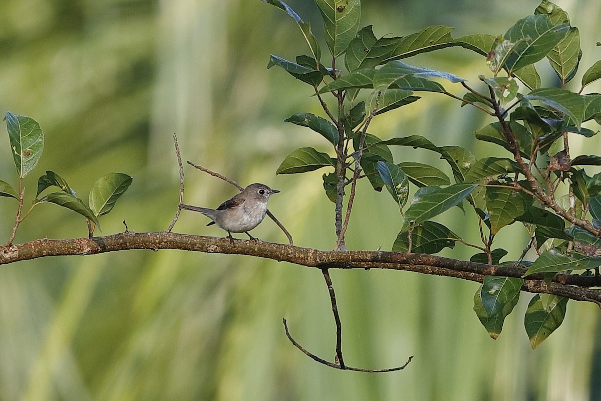 Asian Brown Flycatcher - ML225100521