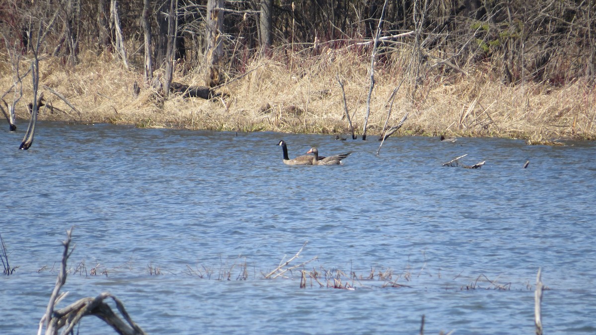 Greater White-fronted Goose - Dan J. MacNeal