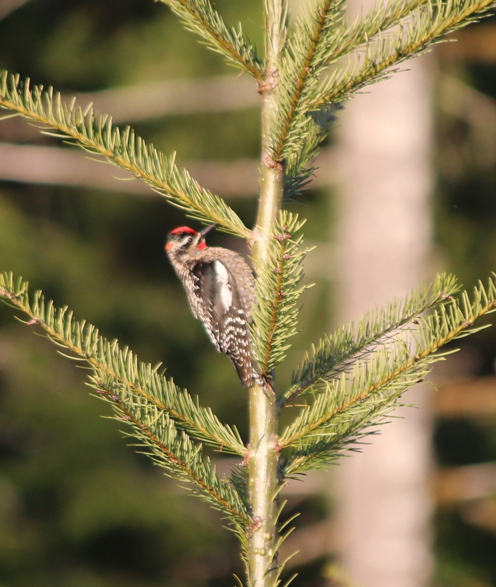 Yellow-bellied x Red-naped Sapsucker (hybrid) - Andrew S. Aldrich