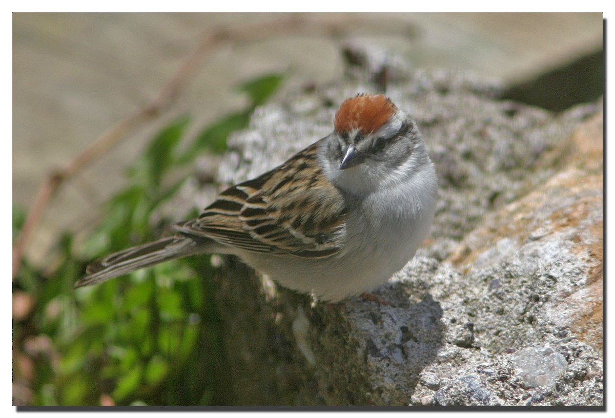 Chipping Sparrow - ML225102461