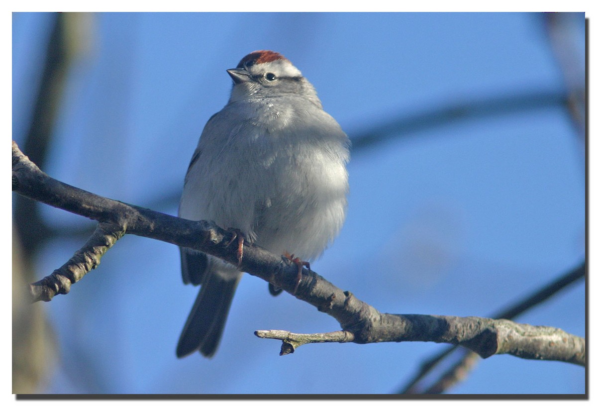 Chipping Sparrow - ML225102471