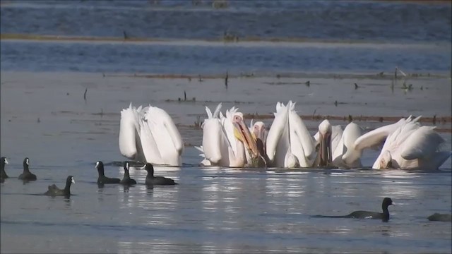 pelikán bílý - ML225103651