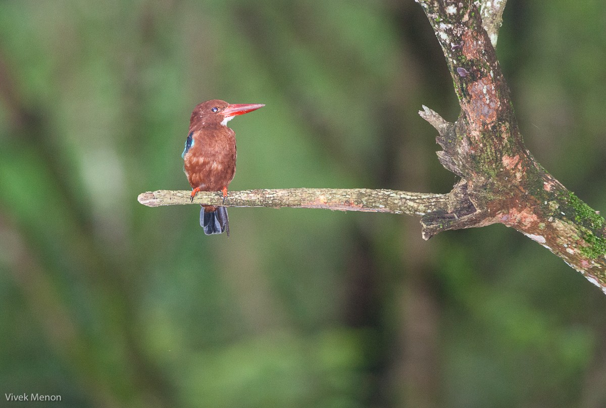 Brown-breasted Kingfisher - ML225104791