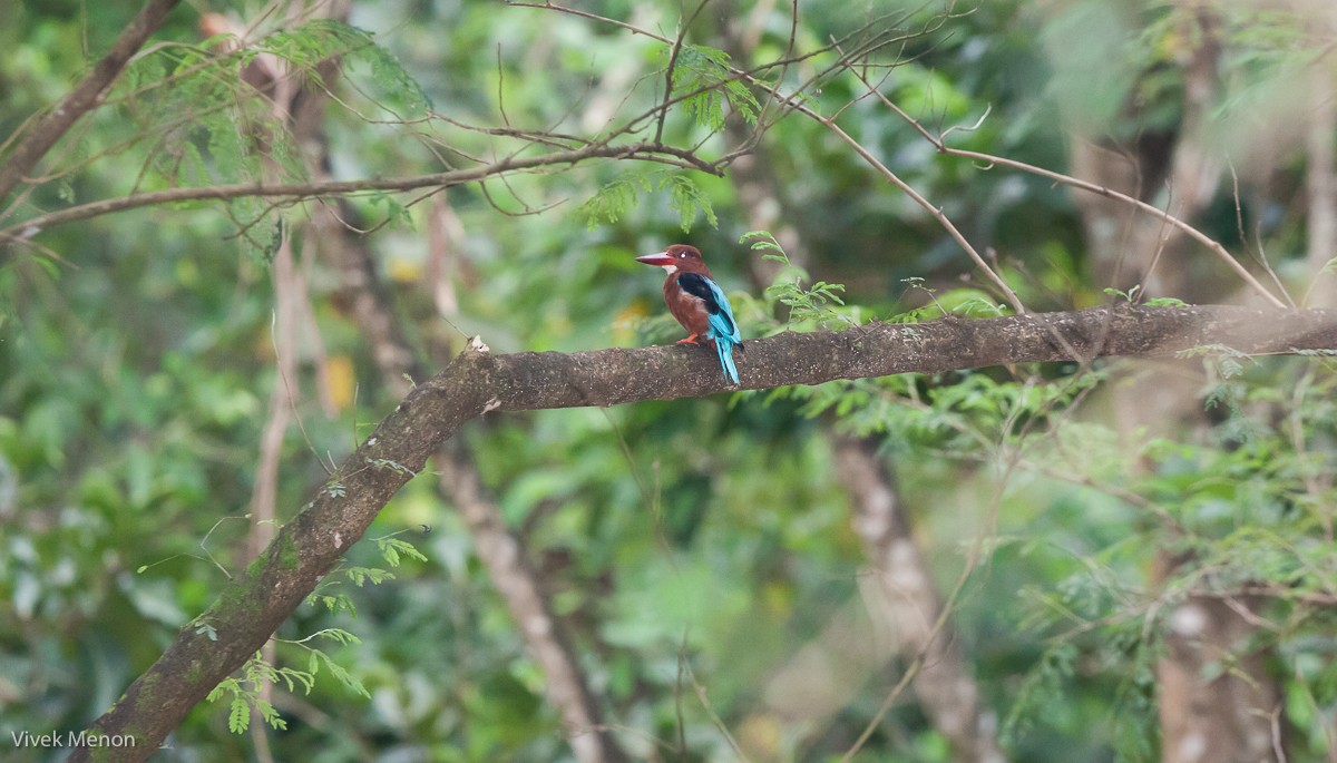 Brown-breasted Kingfisher - ML225104801