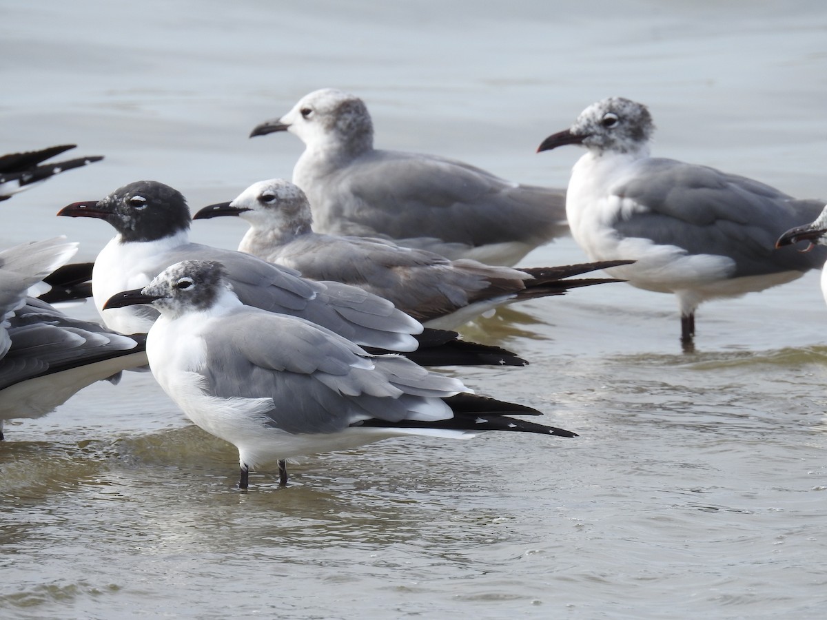 Laughing Gull - ML225105941