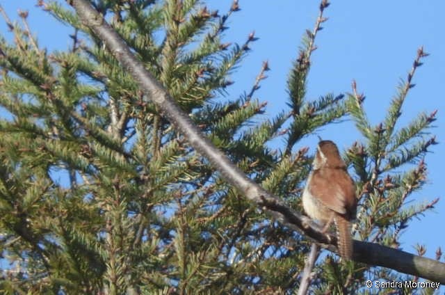 Carolina Wren - ML225106681