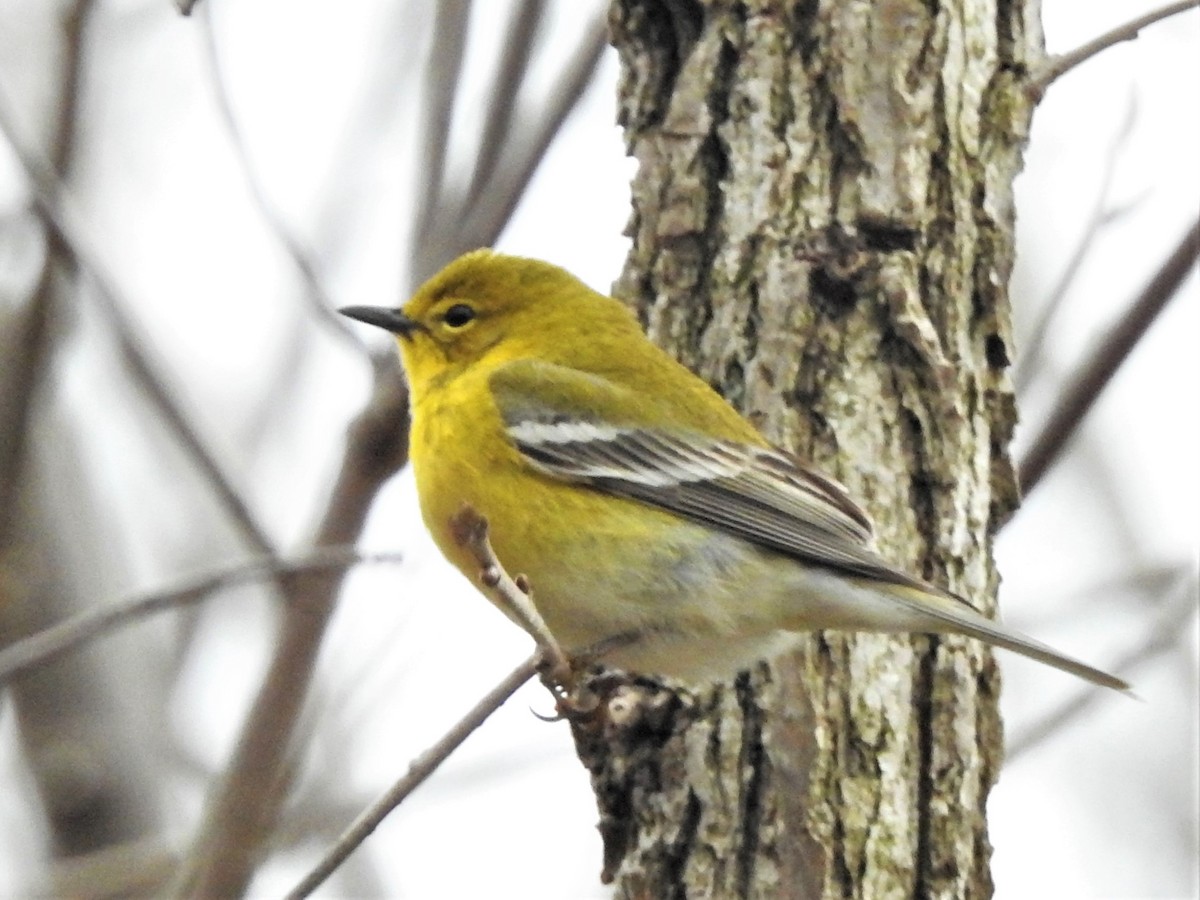 Pine Warbler - ML225106881