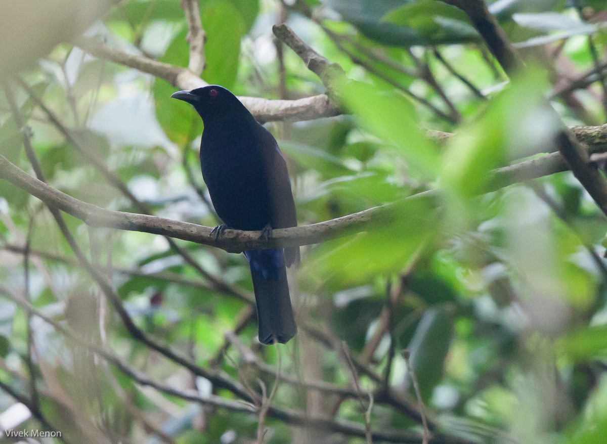 Philippine Fairy-bluebird - Vivek Menon