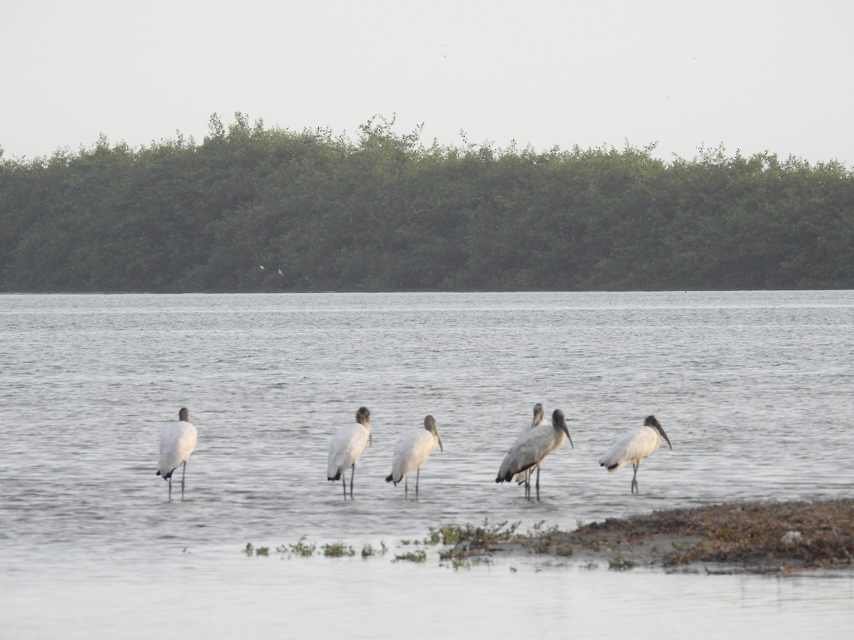 Wood Stork - ML225108071