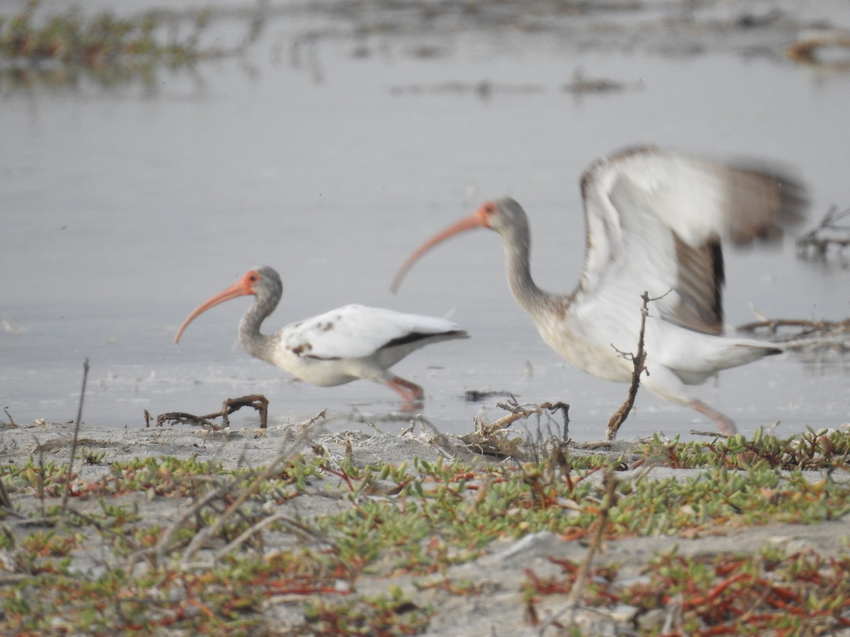 White Ibis - ML225108591