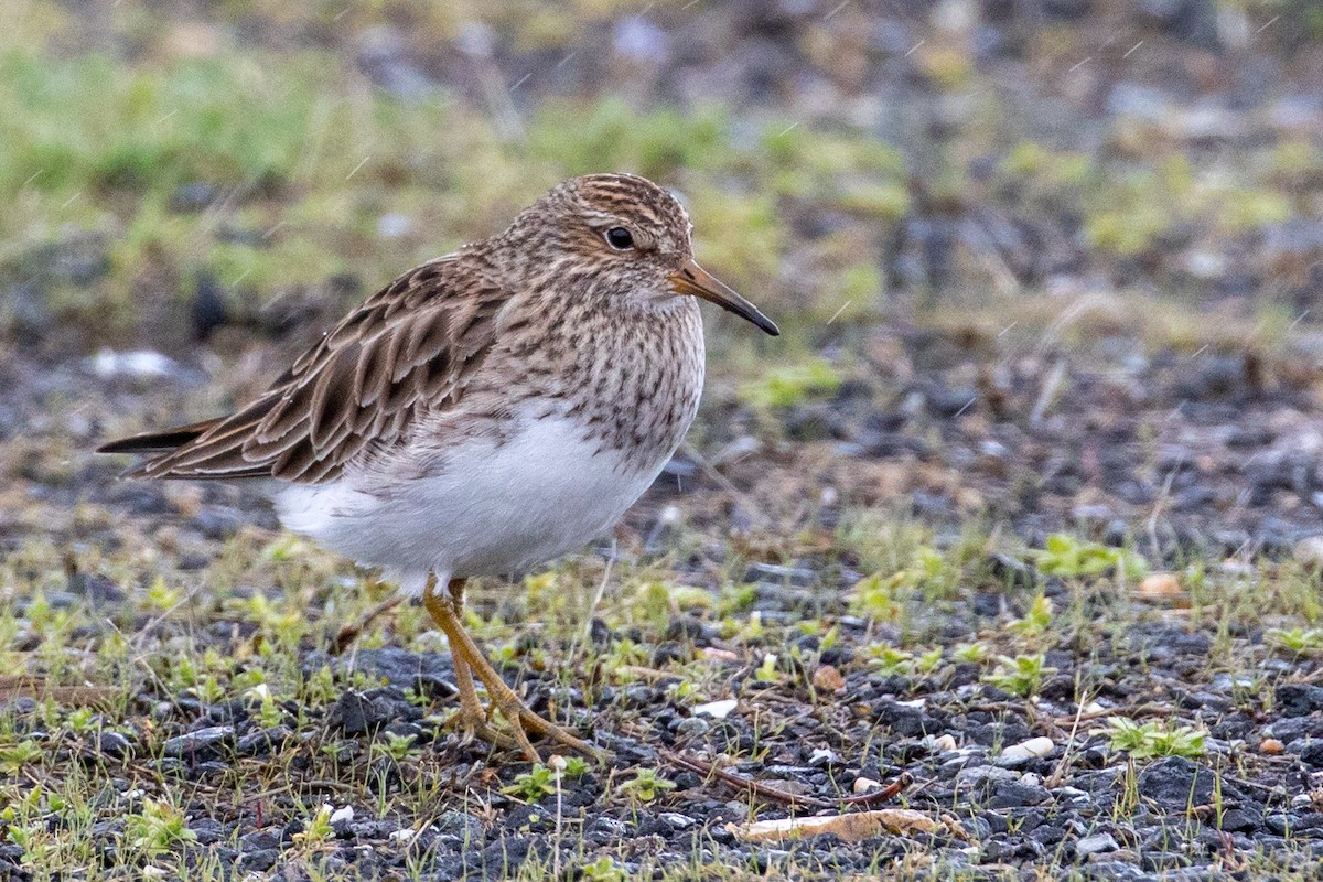 Pectoral Sandpiper - Edward Grzeda