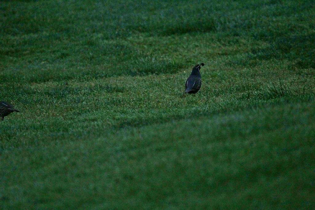 California Quail - ML225109341