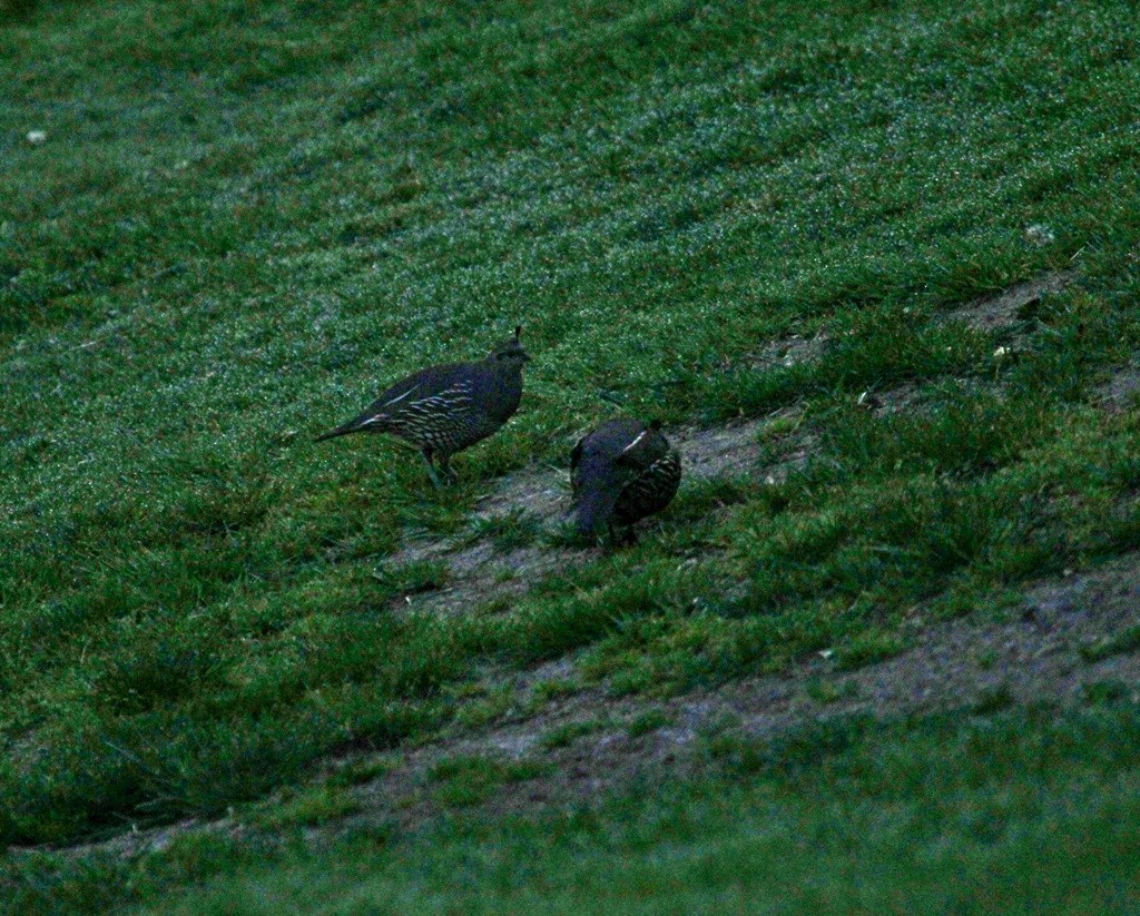 California Quail - ML225109351