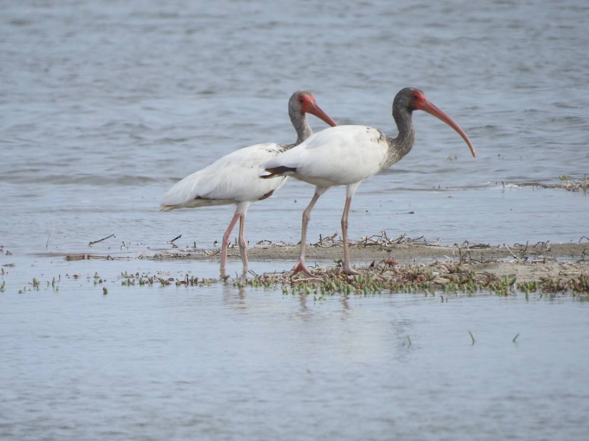 ibis bílý - ML225109991