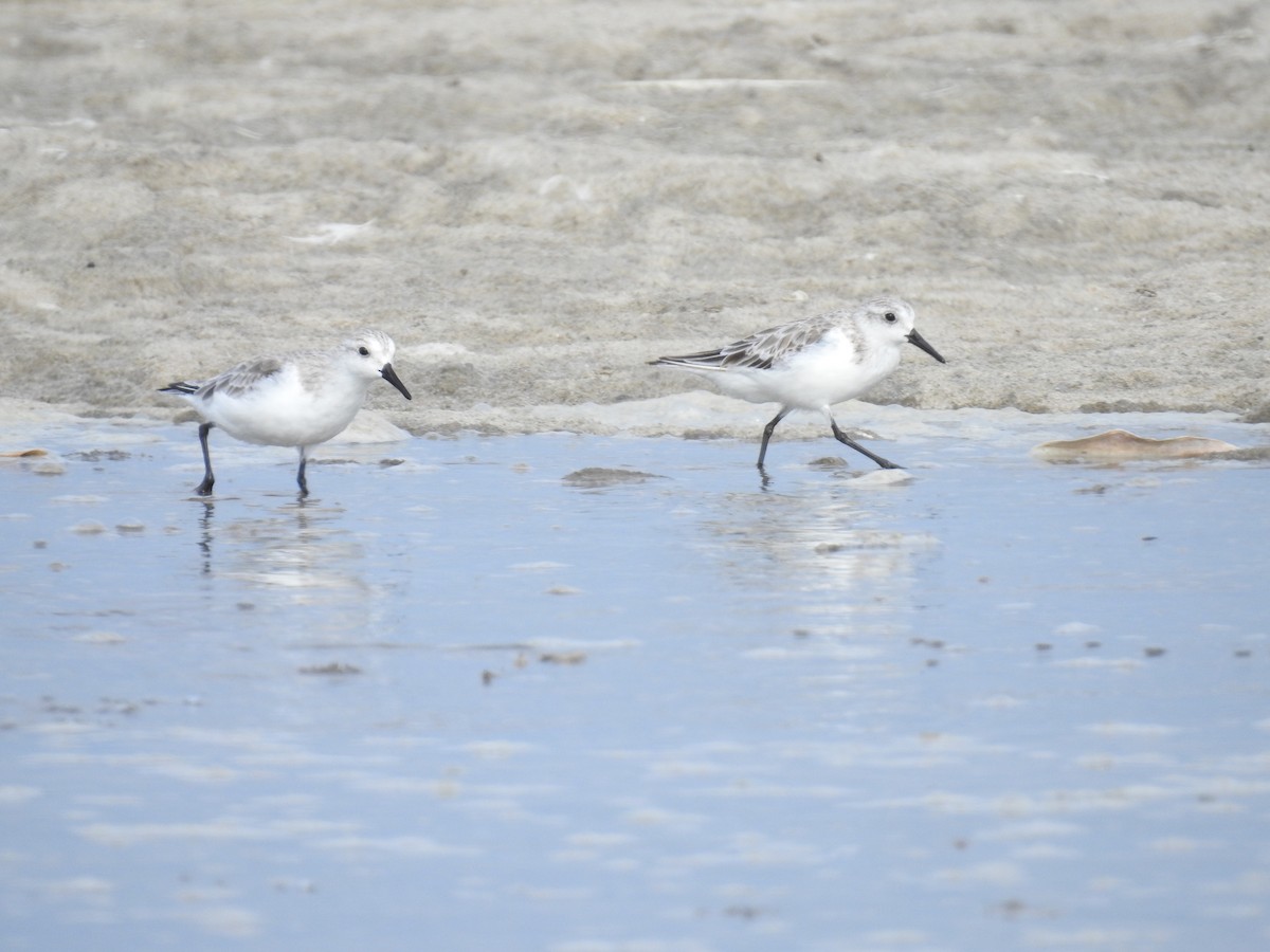 Sanderling - Fernando Angulo - CORBIDI