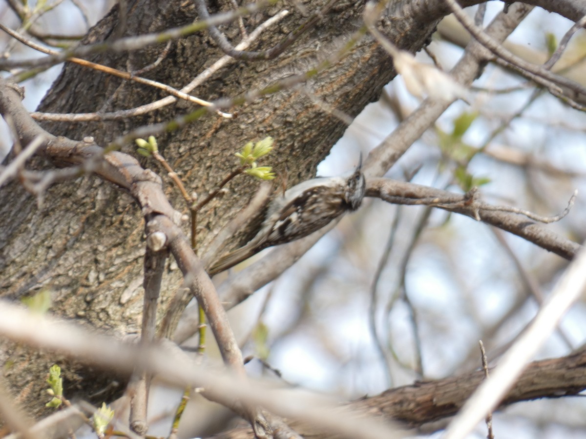 Brown Creeper - ML225110281