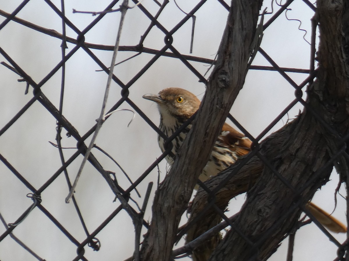 Brown Thrasher - ML225110431