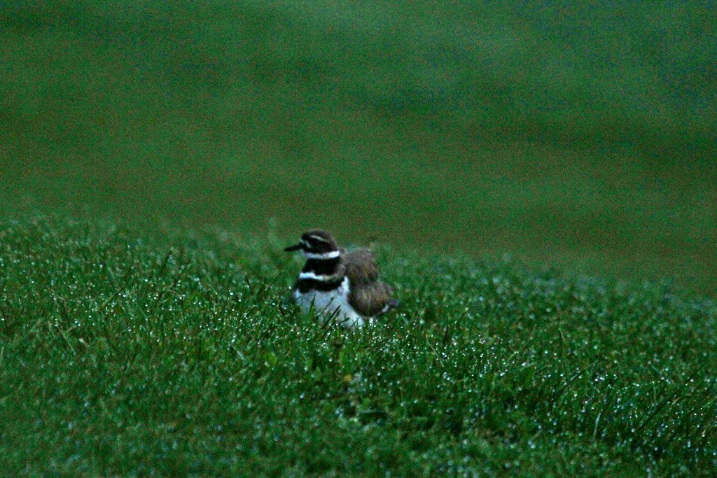 Killdeer - ML225110601