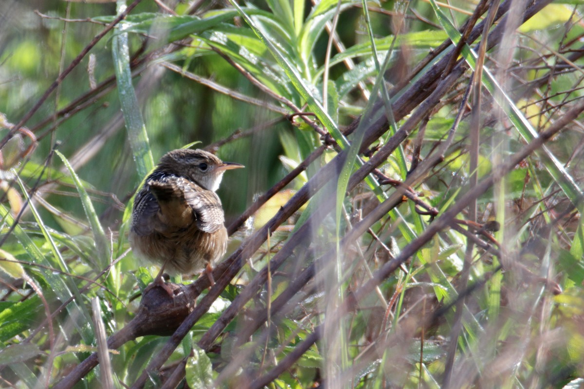 Sedge Wren - ML225110631