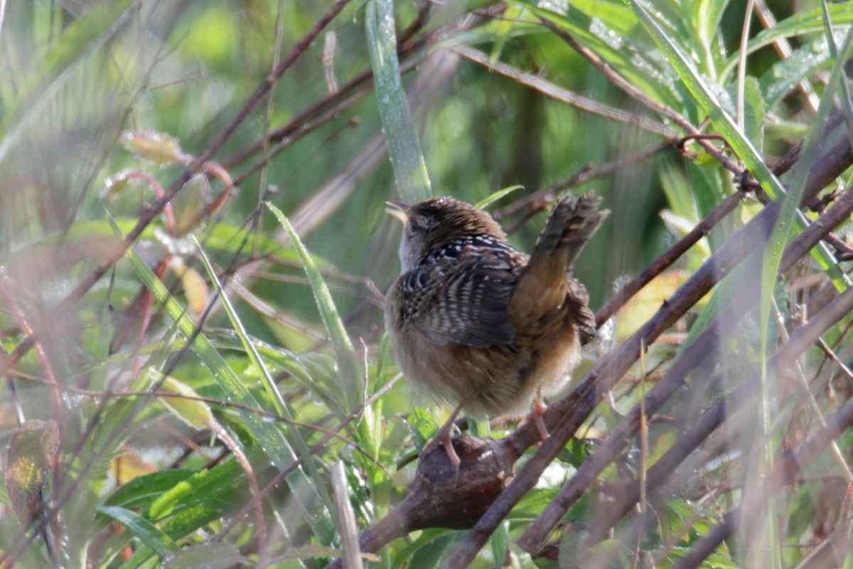 Sedge Wren - ML225110641