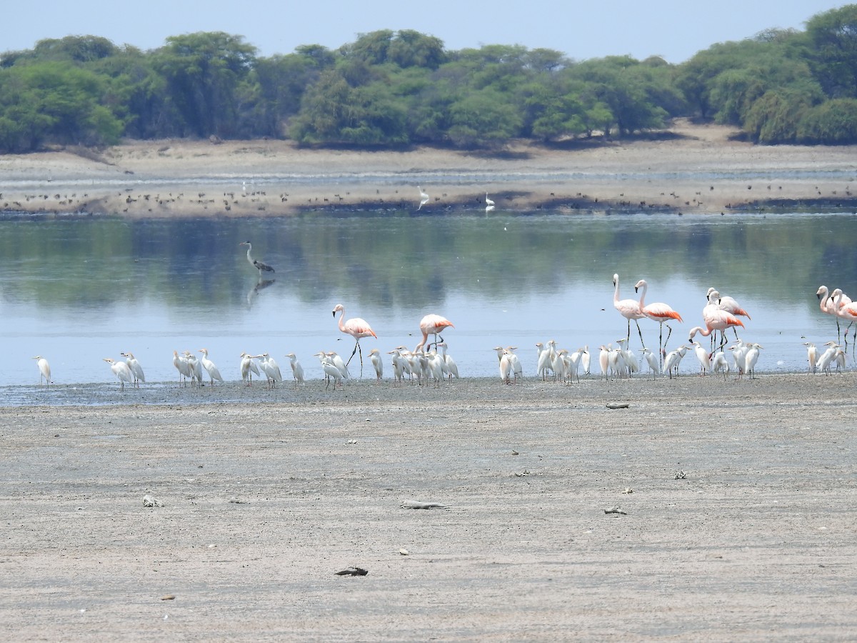 Western Cattle Egret - ML225110661