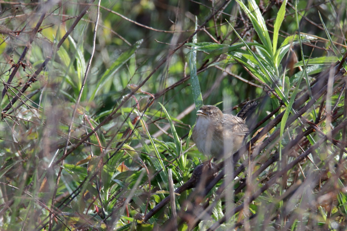Sedge Wren - ML225110691