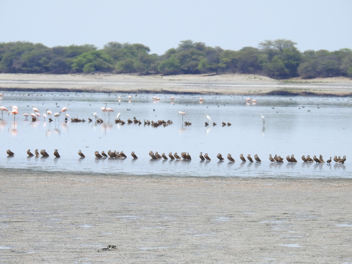 White-cheeked Pintail - ML225110701