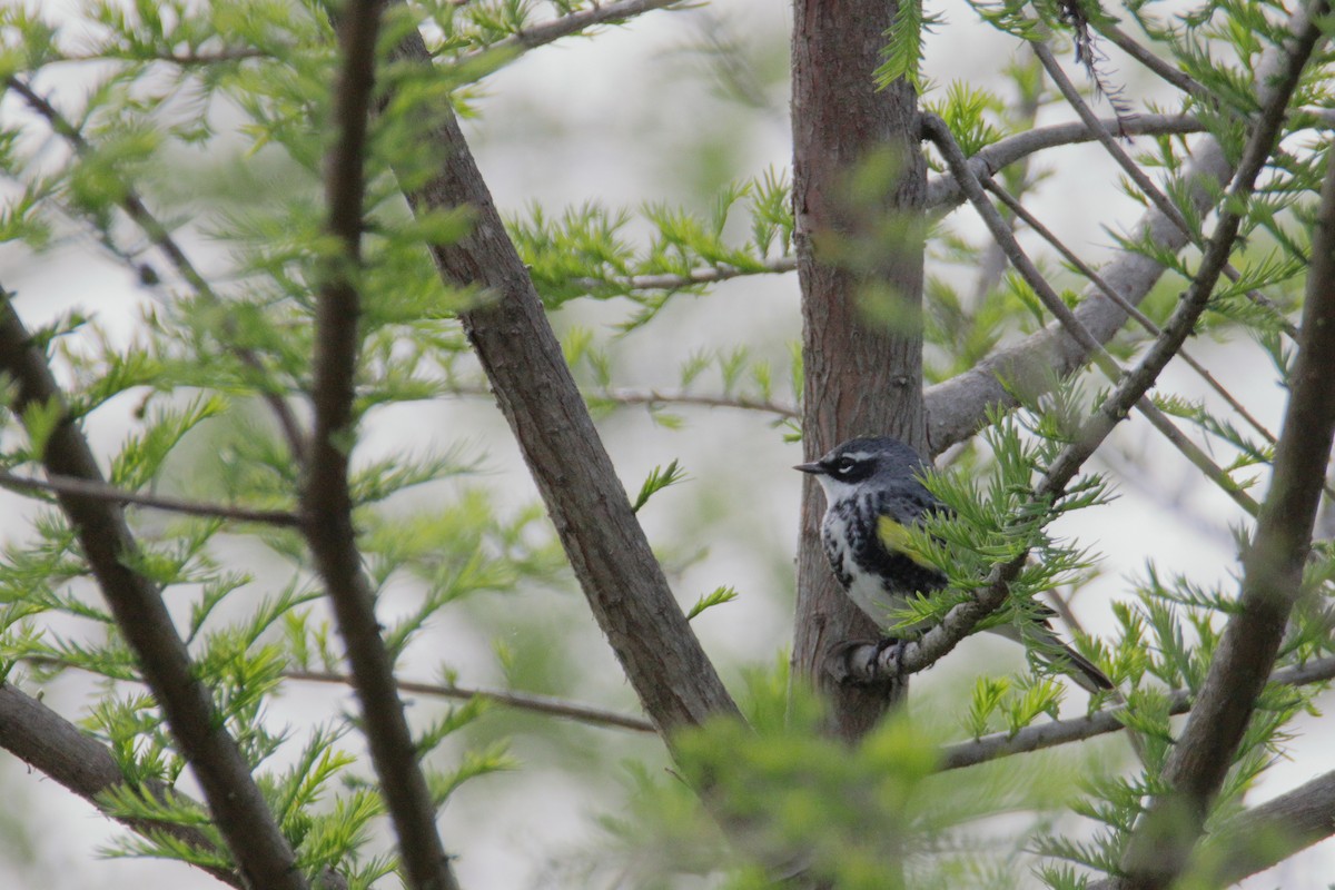 Yellow-rumped Warbler (Myrtle) - ML225110821