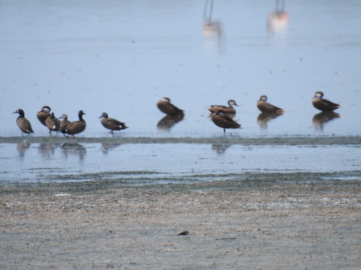 White-cheeked Pintail - ML225110901