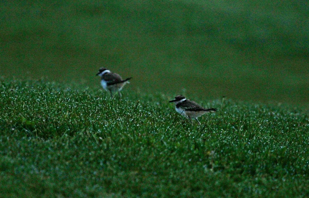 Killdeer - ML225110921