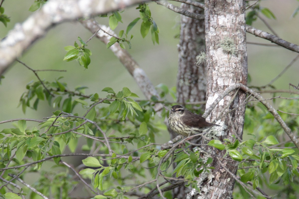 Northern Waterthrush - ML225110961