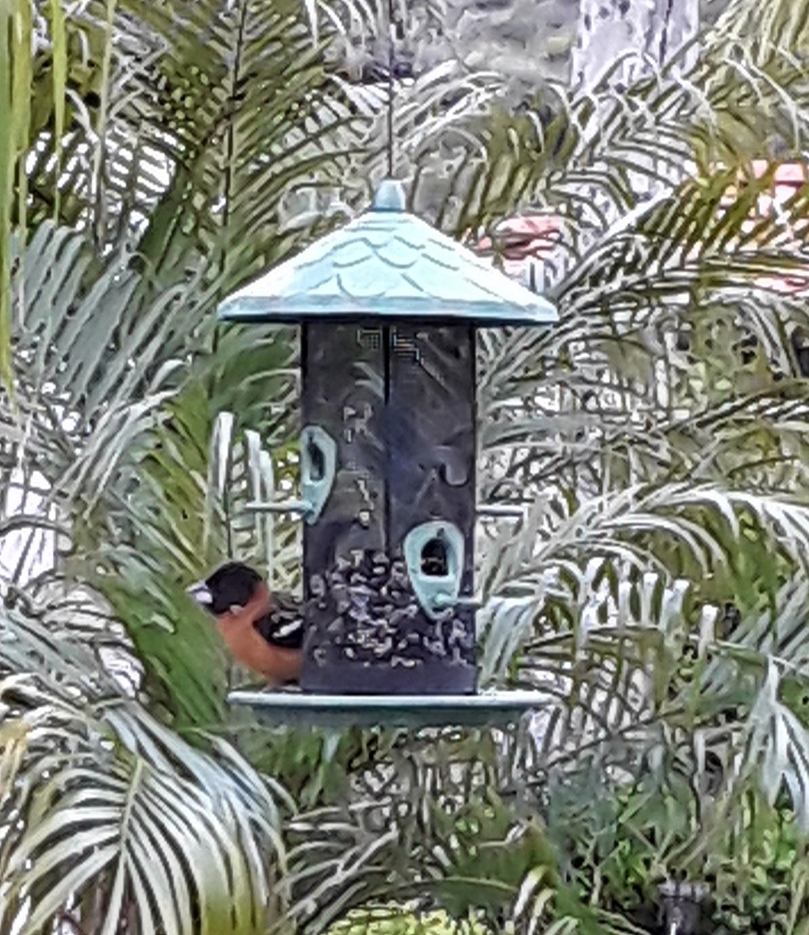 Black-headed Grosbeak - ML225111151