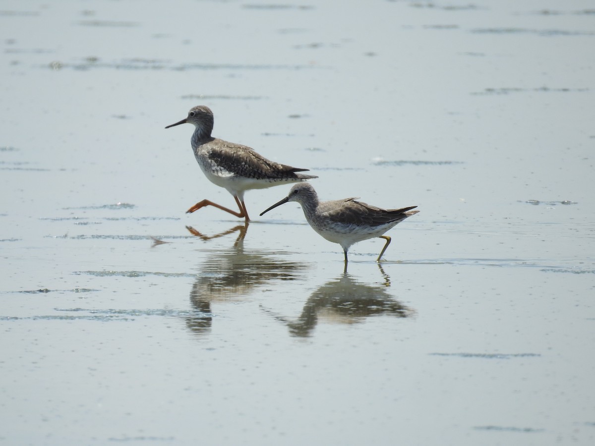 Lesser Yellowlegs - ML225112601