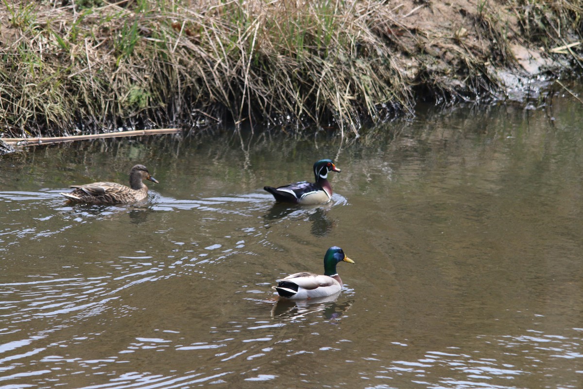 Wood Duck - Kevin Wistrom