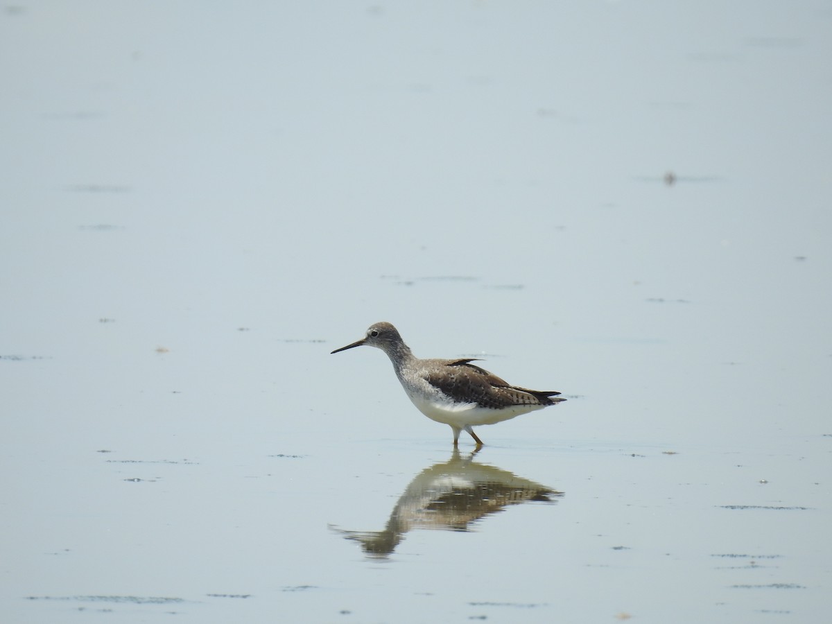 Lesser Yellowlegs - ML225112971