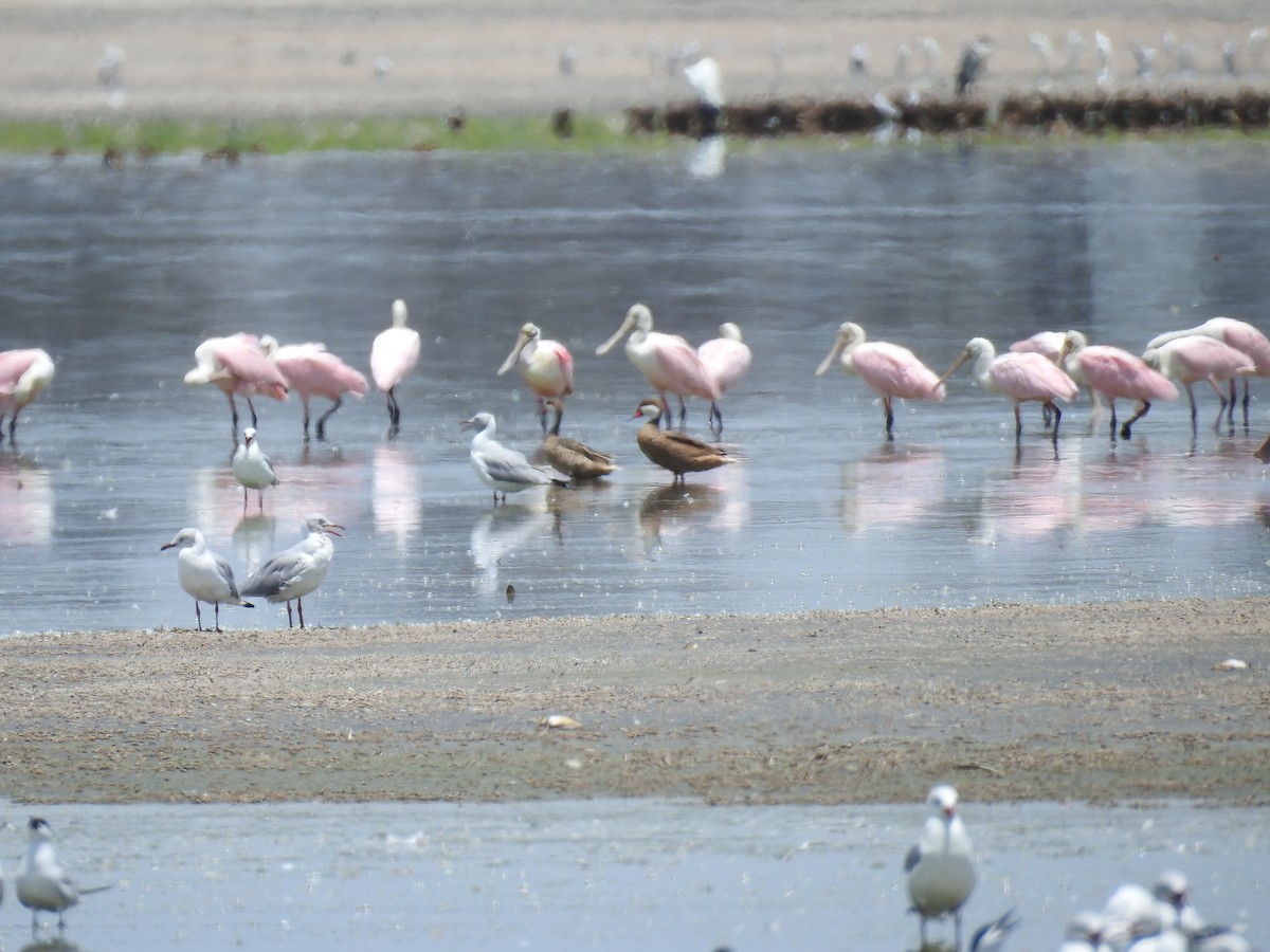 Roseate Spoonbill - ML225113301