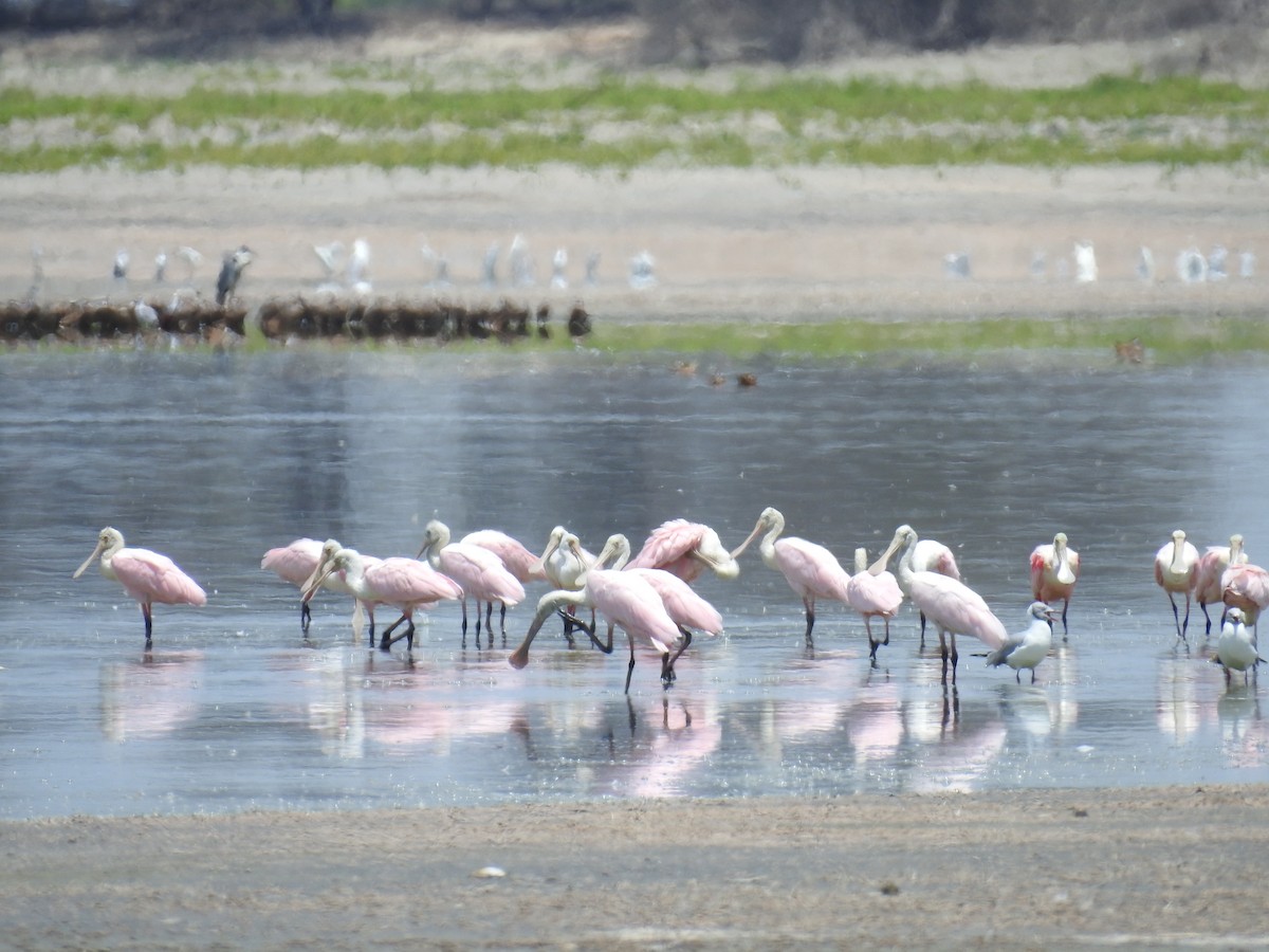 Roseate Spoonbill - ML225113431