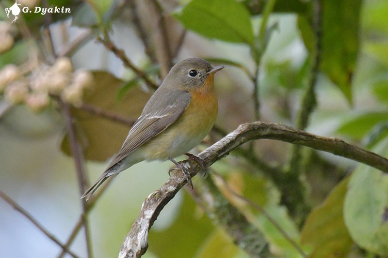 Mugimaki Flycatcher - Gennadiy Dyakin