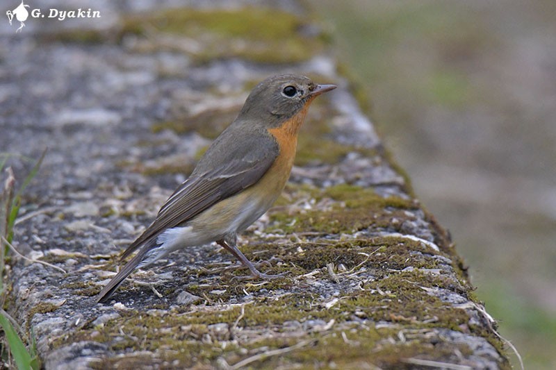 Mugimaki Flycatcher - Gennadiy Dyakin