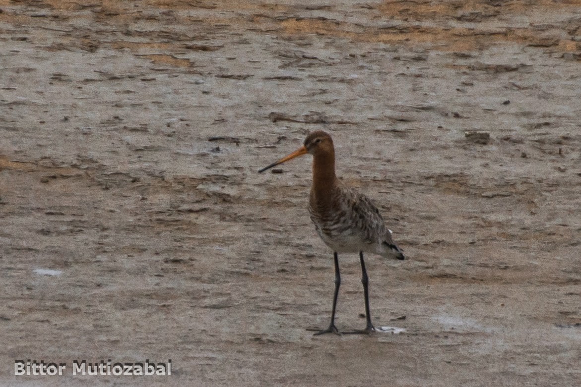 Black-tailed Godwit - Arkamurka Natura Taldea