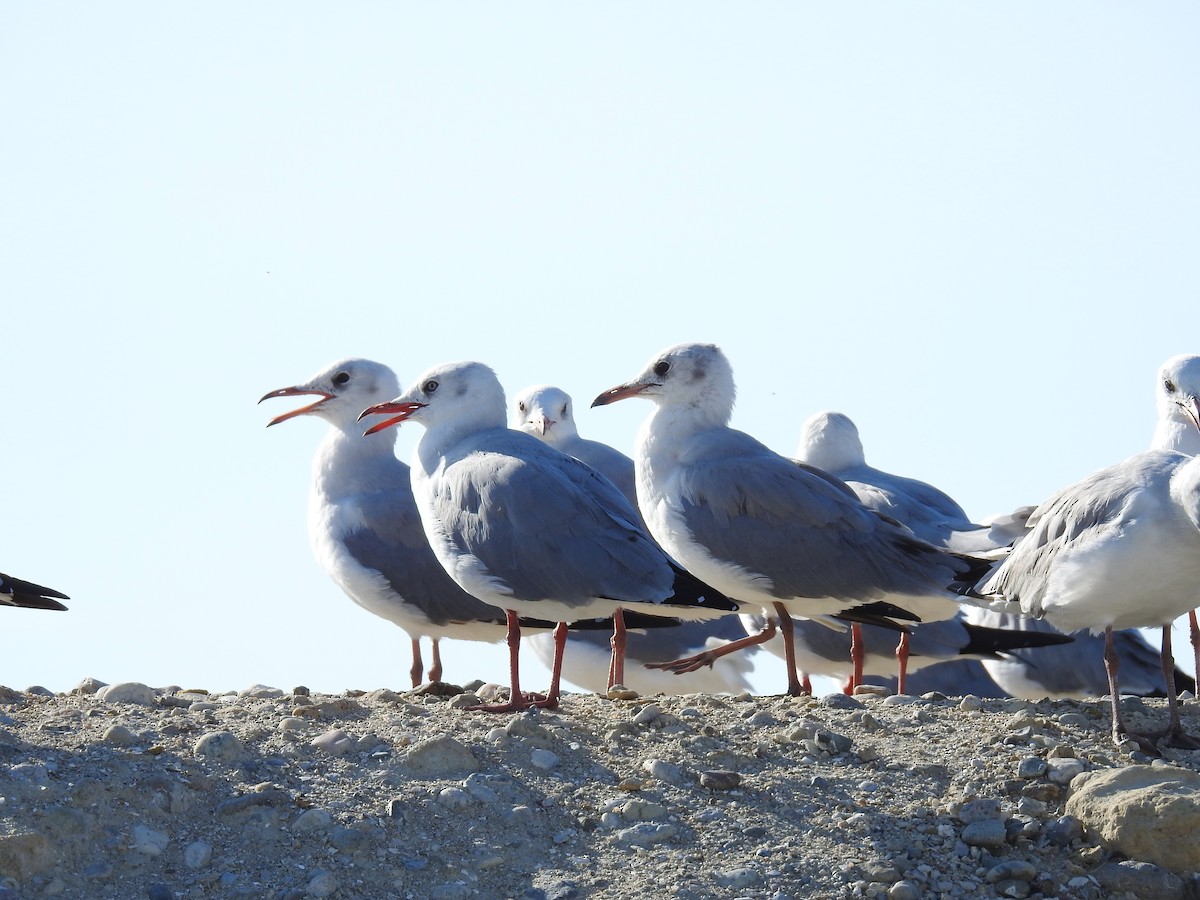 Gray-hooded Gull - Fernando Angulo - CORBIDI